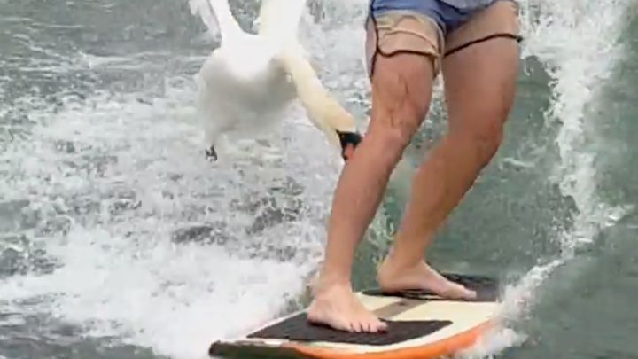Un cisne ataca a un wakesurfista