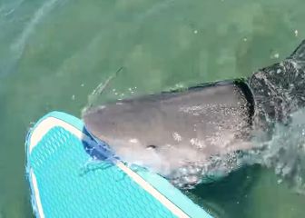 Un tiburón da el susto de su vida a un youtuber que le observaba de cacería