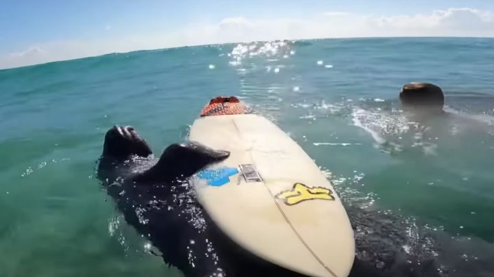 Una vaca marina le roba la tabla de surf a un niño