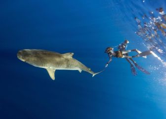 Shaun White nada con tiburones: 