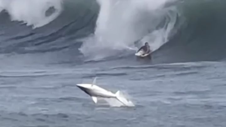 Un tiburón sorprende a un bodyboarder en plena ola