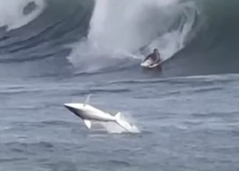 Un tiburón sorprende a un bodyboarder en plena ola