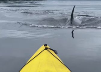 Dos kayakistas tienen el susto de su vida con orcas y un tiburón