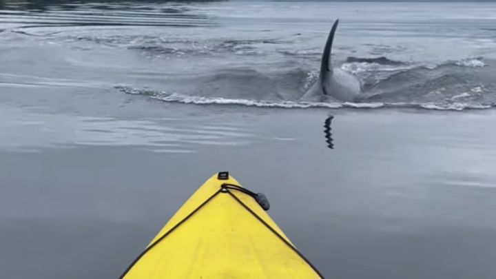 Dos kayakistas tienen el susto de su vida con orcas y un tiburón