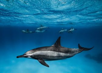 Varios delfines y una avioneta salvan a un surfista de un tiburón