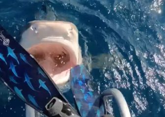 Una buceadora casi se tira directa a la boca de un tiburón