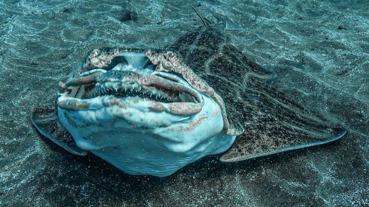 Graban el "bostezo" de un tiburón en Canarias: "No se sabe por qué lo hacen"