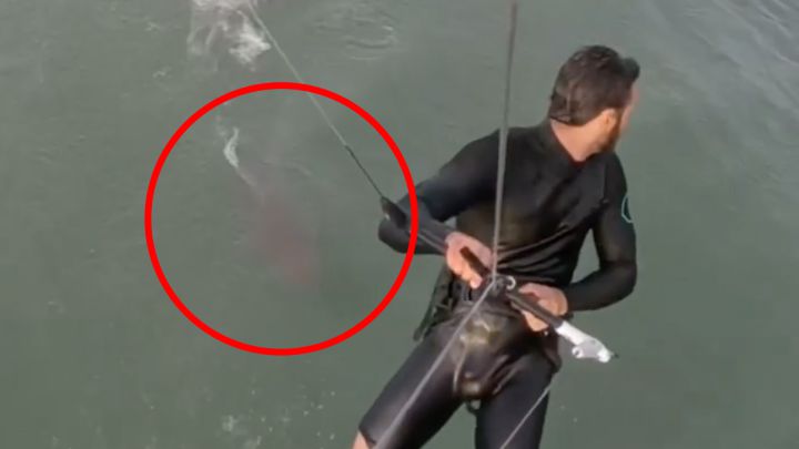 Un tiburón confunde un foil con una presa y da el susto de su vida a un kitesurfista