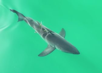 Las mejores imágenes desde el aire de tiburones blancos
