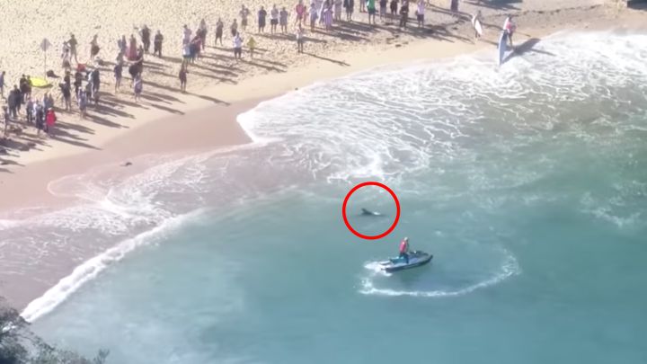 Un tiburón ataca a un delfín en pleno festival de surf