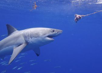 Un tiburón blanco decapita a un buceador