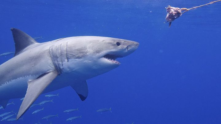 Un tiburón blanco decapita a un buceador