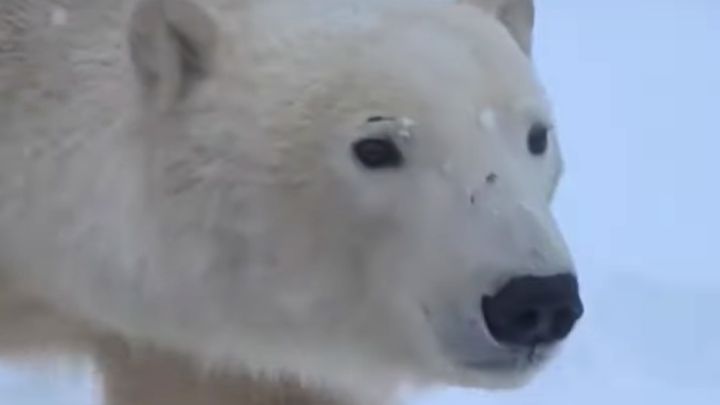Graban el acecho de un oso polar a un grupo de excursionistas