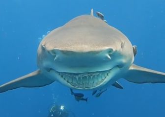 Snooty: el tiburón limón con sonrisa y cuenta en Instagram