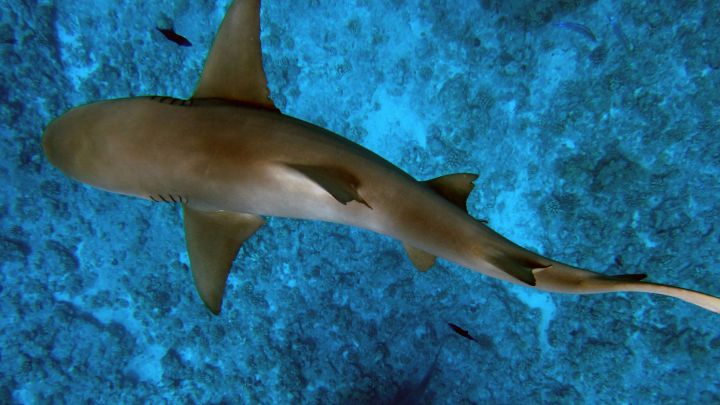 Los ataques de tiburón caen a números de hace una década