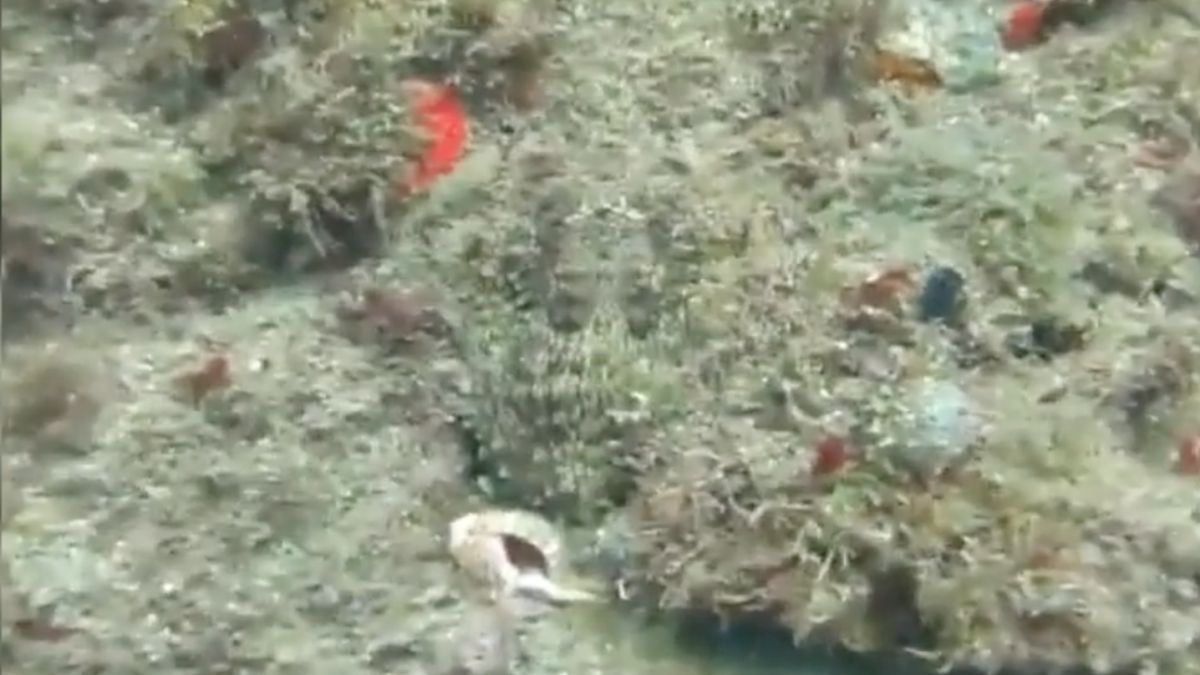 Pulpo camuflado