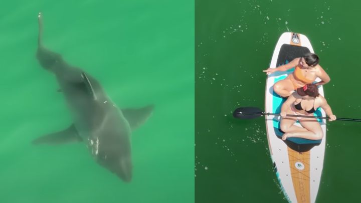 "La gente usa mi dron para acercarse a los tiburones en lugar de huir"