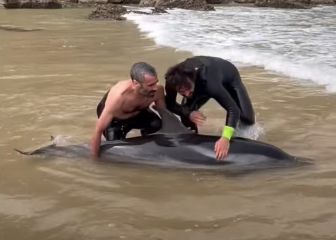 Dos surfistas salvan a un delfín en la playa de Mataleñas