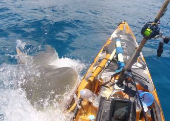 Un tiburón embiste y muerde el kayak de un pescador