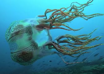 Graban una especie de medusa que solo se había visto una vez en la historia