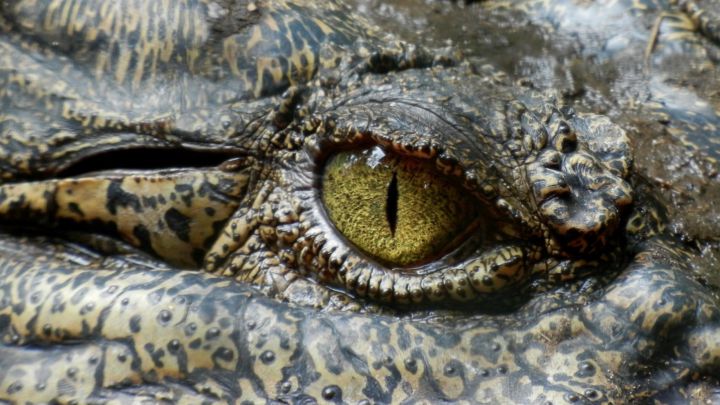 Un cocodrilo ataca a un buceador: "Pude abrir su mandíbula y sacar mi cabeza"