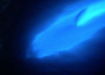 Graban un delfín bioluminiscente