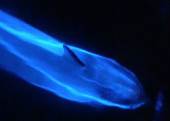 Parece Avatar: graban una manada de delfines bioluminiscentes