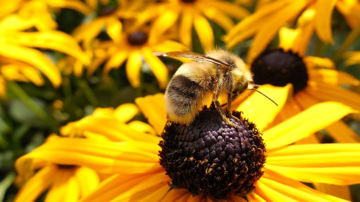 ¿Qué hay que hacer si nos pica una abeja o una avispa?