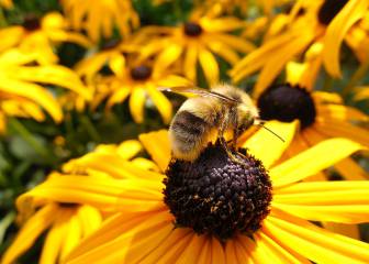 ¿Qué hay que hacer si nos pica una abeja o una avispa?