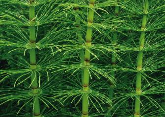 Cola de caballo, una planta diurética y antioxidante