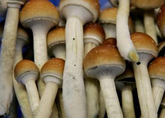 Un componente de las setas alucinógenas para tratar la depresión