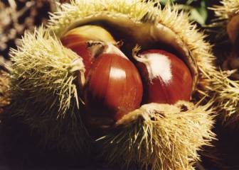 7 alimentos de temporada en otoño: que no falten en tu mesa