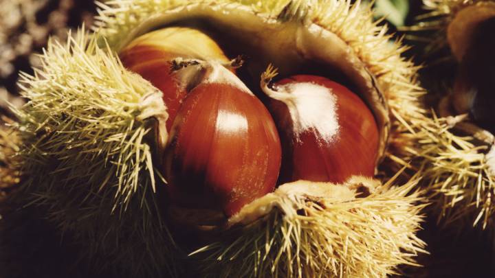 7 alimentos de temporada en otoño: que no falten en tu mesa