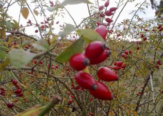 Lo que el escaramujo puede hacer por tu salud