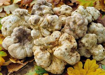 Trufa blanca: la comida más cara del mundo que cuesta 3.000 euros