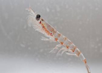 Aceite de krill: 3 beneficios para la salud que la ciencia respalda
