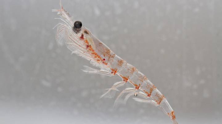 Los beneficios del aceite de krill