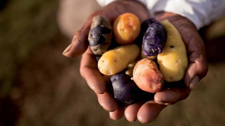 El olluco: el súper alimento de Perú