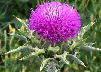 El cardo mariano y 6 posibles beneficios, según la ciencia