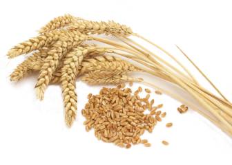 Beneficios de los trigos antiguos