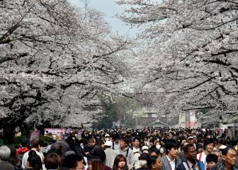 La alergia este año será más leve, dicen los expertos