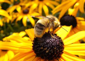 ¿Qué hay que hacer si nos pica una abeja o una avispa?