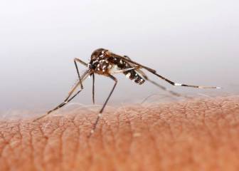 Las picaduras, una de las grandes molestias del verano