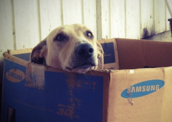 10 accesorios para el cuidado del perro y que te agradecerán