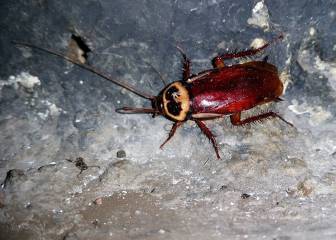 Invasión de cucarachas este verano: vigila tu casa