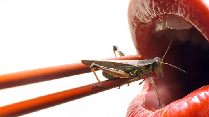 ¿Y si es momento de comer insectos? Los beneficios de hacerlo
