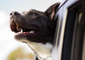 Viajar con mascotas: Destinos, hoteles y accesorios