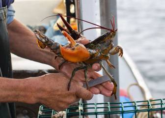anisakis, intoxicación alimentaria, españa, pescado, salud