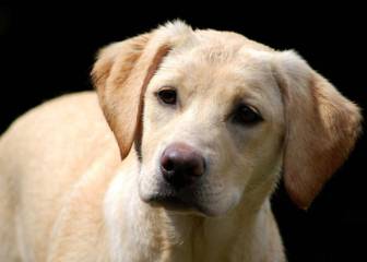 Tener perro podría ser bueno para las enfermedades cardíacas