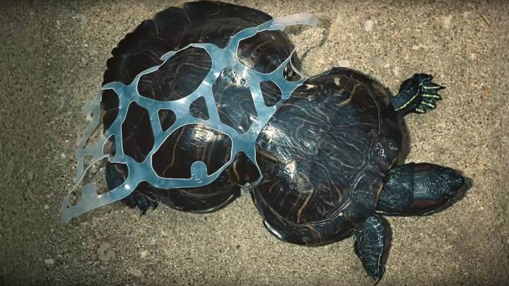 Tortuga de mar atrapada en plastico